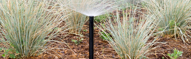 sprinkler in Drought Tolerant Garden